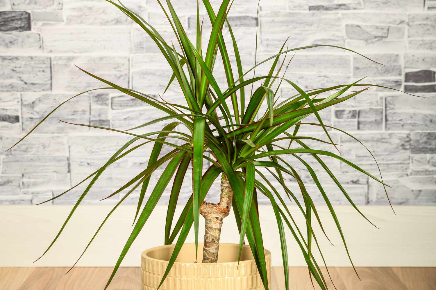What kind of plant looks like a palm tree?